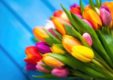 Mavi ahşap arka planda renkli lale demeti. Bahar çiçekleri. Sevgililer Günü, Kadınlar Günü ve Anneler Günü için fotokopi alanı olan tebrik kartı. Yan görünüm.