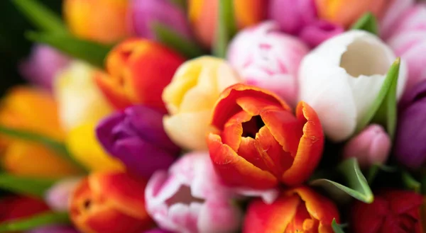 Barevná Kytice Krásných Tulipánů Jarní Květiny Plné Pozadí Snímku Pozdrav — Stock fotografie