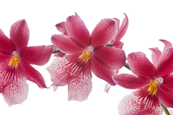 Прекрасный Букет Цветов Красной Орхидеи Букет Роскошных Красно Желтых Орхидей — стоковое фото