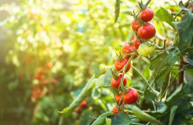 Taze kırmızı olgun ve olgunlaşmamış domatesler ev yapımı serada bir dalda yetişiyor. Reklam mesajınız için bulanık arkaplan ve kopyalama alanı.