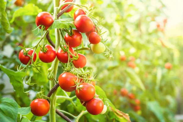 Bando Fresco Tomates Naturais Maduros Não Maduros Que Crescem Ramo — Fotografia de Stock