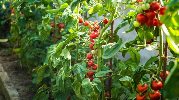 新鲜的红色成熟和未成熟的天然西红柿生长在自制温室的枝条上 为您的广告文本消息提供混乱的背景和复制空间 — 图库照片