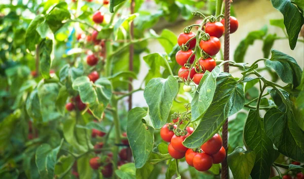 Manojo Fresco Tomates Naturales Rojos Maduros Inmaduros Que Crecen Una — Foto de Stock