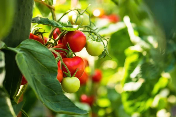 Frisches Bündel Roter Reifer Und Unreifer Natürlicher Tomaten Die Auf — Stockfoto