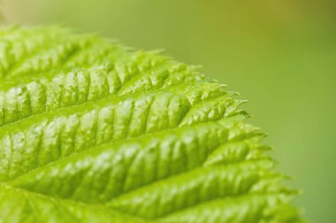 Detaylı yüzeyi ve görünür dokusu olan yeşil böğürtlen yaprağı. Yakın plan. Düşük alan derinliği, bulanık arkaplan.