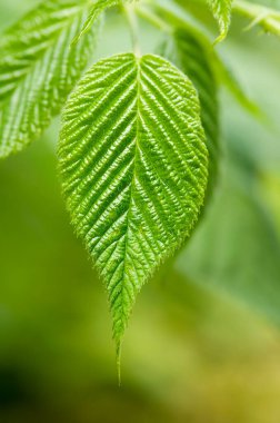 Detaylı yüzeyi ve görünür dokusu olan yeşil böğürtlen yaprağı. Yakın plan. Düşük alan derinliği, bulanık arkaplan.