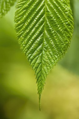 Detaylı yüzeyi ve görünür dokusu olan yeşil böğürtlen yaprağı. Yakın plan. Düşük alan derinliği, bulanık arkaplan.
