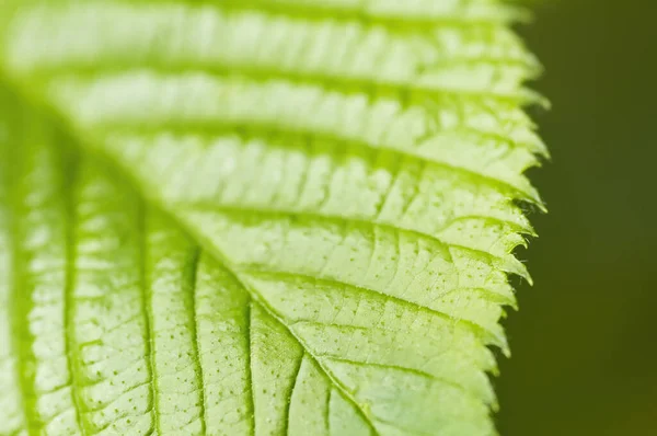 Green Leaf Blackberry Detailed Surface Visible Texture Close Low Depth — Stock Photo, Image