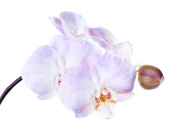 Beautiful bouquet of white orchid flowers. Bunch of luxury tropical white-pink orchids - phalaenopsis - isolated on white background. Studio shot. clipart