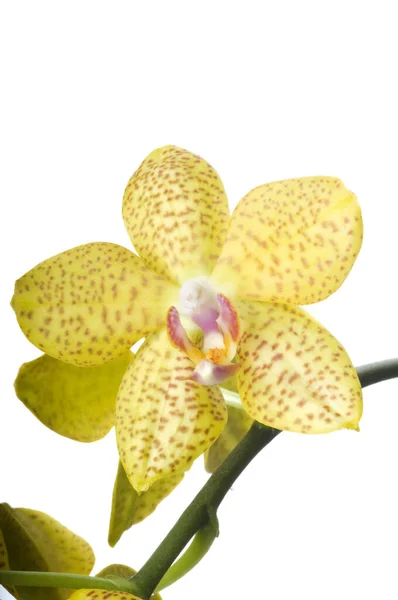 Beautiful Bouquet Yellow Orchid Flowers Bunch Luxury Tropical Yellow Orchids — Stock Photo, Image