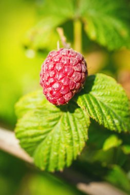 Doğal yiyecek. Bahçedeki taze kırmızı ahududular. Bir grup olgun ahududu meyvesi, Rubus Idaeus, bir çiftlikte yeşil yapraklarla dallanmış. Yakın plan, bulanık arkaplan.