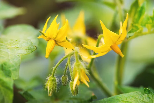 Banda Żółtych Kwiatów Pomidora Kwitnących Szklarni Zbliżenie Zielone Liście Pędy — Zdjęcie stockowe