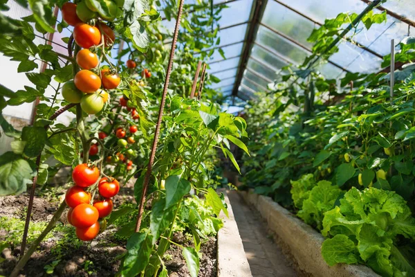 Invernadero Casero Con Racimo Fresco Tomates Naturales Rojos Maduros Inmaduros —  Fotos de Stock