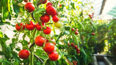 Serada yetişen olgun domates bitkisi. Organik sebze bahçesindeki bir dalda taze kırmızı domatesler. Reklam mesajınız için bulanık arkaplan ve kopyalama alanı.