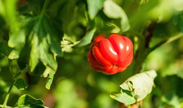 Dojrzałe Pomidory Rosnące Szklarni Świeża Paczka Czerwonych Naturalnych Pomidorów Gałęzi — Zdjęcie stockowe