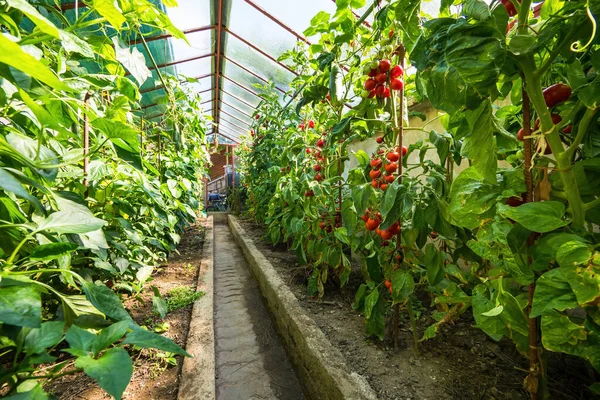 Domowej Roboty Szklarnia Rosnących Dojrzałych Roślin Pomidorowych Ogórkowych Świeża Paczka — Zdjęcie stockowe