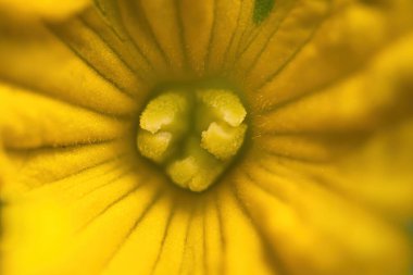 Serada açan güzel sarı salatalık çiçeğinin ayrıntıları. Aşırı yakın çekim.