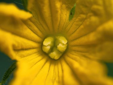 Serada açan güzel sarı salatalık çiçeğinin ayrıntıları. Aşırı yakın çekim.