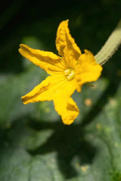 Hermosa Flor Amarilla Pepino Floreciendo Invernadero Primer Plano Hojas Tallos — Foto de Stock