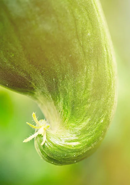 Részletesen Friss Zöld Érett Természetes Uborka Egy Ágon Házi Üvegházban — Stock Fotó