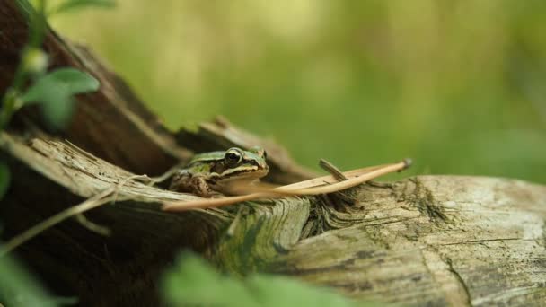 Βρώσιμος Βάτραχος Στο Φυσικό Περιβάλλον Video Όμορφη Νεαρή Πράσινο Κοινό — Αρχείο Βίντεο