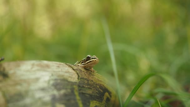 Video 서식지에서 수있는 개구리입니다 Beautiful Young Green Common Water Frog — 비디오