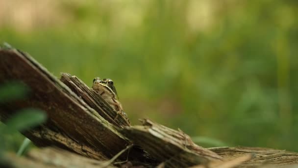Eetbare Kikker Natuurlijke Habitat Video Prachtige Jonge Groene Waterkikker Pelophylax — Stockvideo