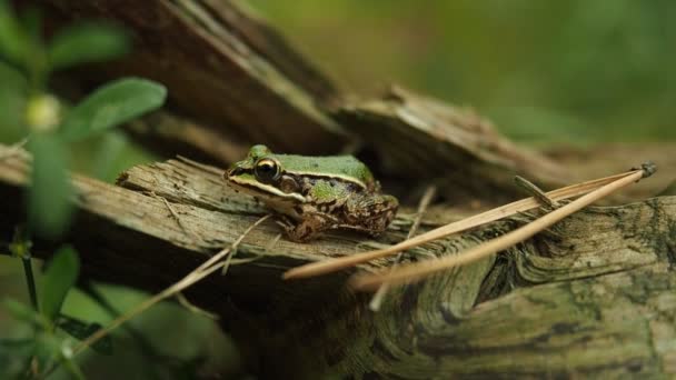 Eetbare Kikker Natuurlijke Habitat Video Prachtige Jonge Groene Waterkikker Pelophylax — Stockvideo