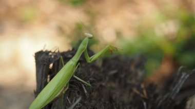 HD VIDEO 'daki ormandaki kesilmiş ağaç gövdesinin üzerinde duran Peygamberdevesi (Mantis religiosa) olarak bilinen yırtıcı yeşil böcek. Güneş ışığıyla aydınlatılmış. Yakın plan..