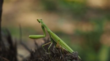 HD VIDEO 'daki ormandaki kesilmiş ağaç gövdesinin üzerinde duran Peygamberdevesi (Mantis religiosa) olarak bilinen yırtıcı yeşil böcek. Güneş ışığıyla aydınlatılmış. Yakın plan..
