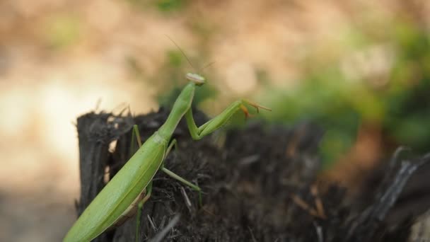 在Hd Video的森林里 被称为 祈祷螳螂 Mantis Religious Osa 的食肉性绿色昆虫矗立在被砍倒的树干上 被阳光照亮了四 后续行动 — 图库视频影像