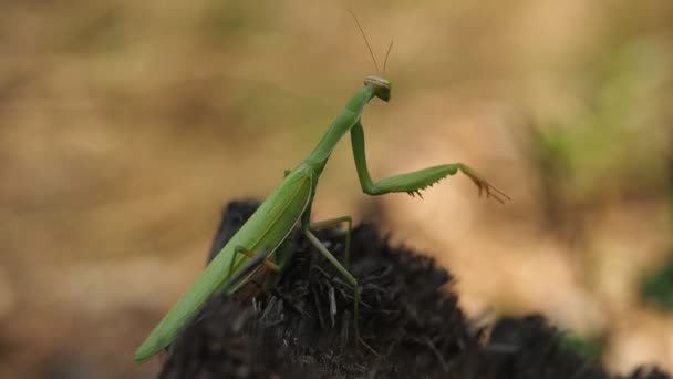 Predatório Inseto Verde Conhecido Como Praying Mantis Mantis Religiosa Tronco — Vídeo de Stock