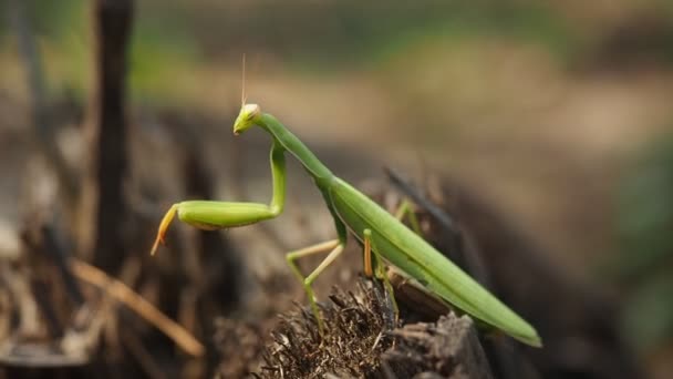 Insecto Verde Depredador Conocido Como Mantis Orante Mantis Religiosa Pie — Vídeo de stock