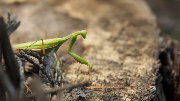 Predatório Inseto Verde Conhecido Como Praying Mantis Mantis Religiosa Tronco — Vídeo de Stock