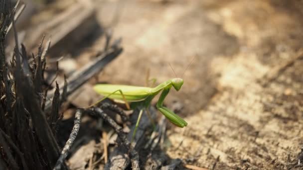 Predatório Inseto Verde Conhecido Como Praying Mantis Mantis Religiosa Tronco — Vídeo de Stock