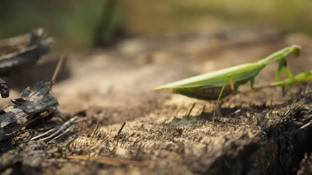 기도하는 Mantis Religiosa 알려진 벌레가 Video 갈라진 나무줄기에 햇빛에 클로즈업 — 비디오