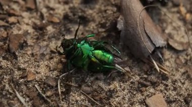 Sırtüstü yatarak HD VIDEO ormanında ayakta durmaya çalışan ve June Beetle (Cetonia aurata) olarak bilinen güzel metalik yeşil böcek. Güneş ışığıyla aydınlatılmış. Yakın plan..