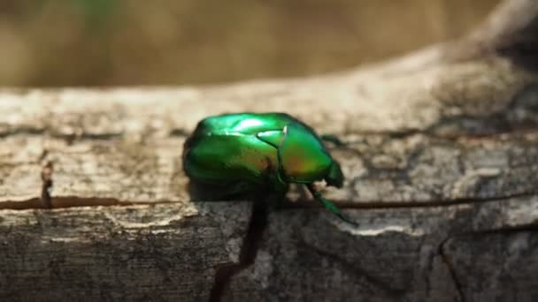 在Hd Video森林的树干上爬行着美丽的金属绿色的金丝雀虫 被称为六月甲虫 Cetonia Aurata 被阳光照亮了四 后续行动 — 图库视频影像