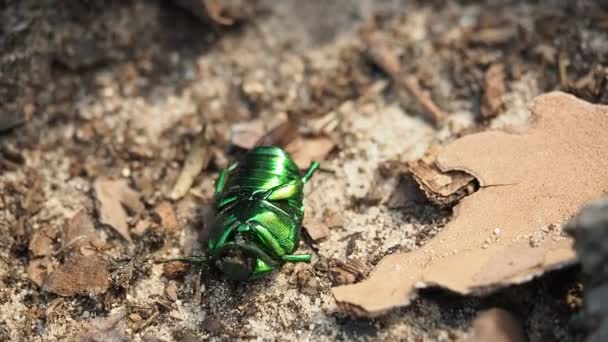 Schöner Metallisch Grüner Skarabäuskäfer Bekannt Als Junikäfer Cetonia Aurata Der — Stockvideo