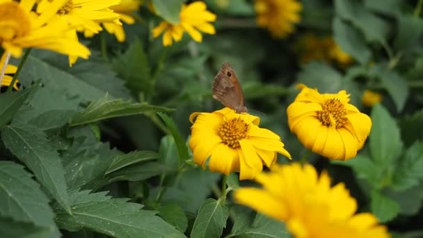 Piękny Motyl Znany Jako Meadow Brown Maniola Jurtina Siedzi Żółtych — Wideo stockowe