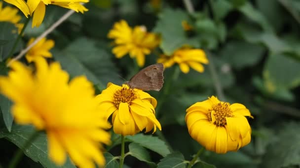 Piękny Motyl Znany Jako Meadow Brown Maniola Jurtina Siedzi Żółtych — Wideo stockowe