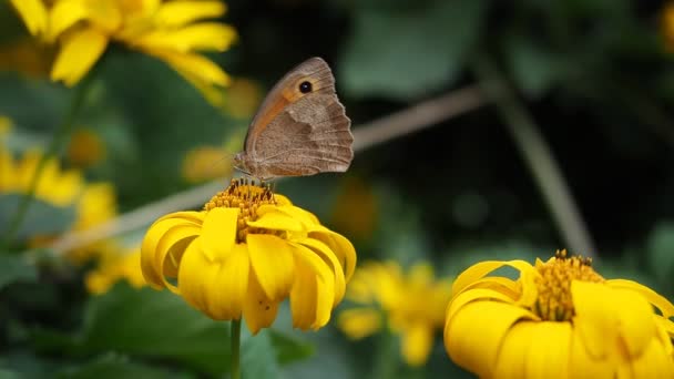 美丽的蝴蝶 被称为Meadow Brown Maniola Jurtina 坐在玉米玛丽戈尔德 Glebionis Segetum 的黄色花朵上 在Hd — 图库视频影像