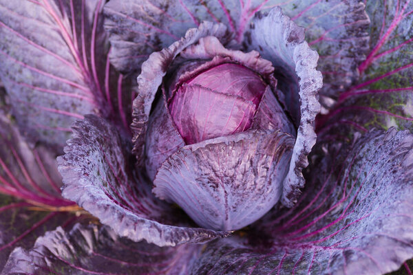 Fresh ripe head of red cabbage (Brassica oleracea) with lots of leaves growing in homemade garden. View from above, close-up. Organic farming, healthy food, BIO viands, back to nature concept.