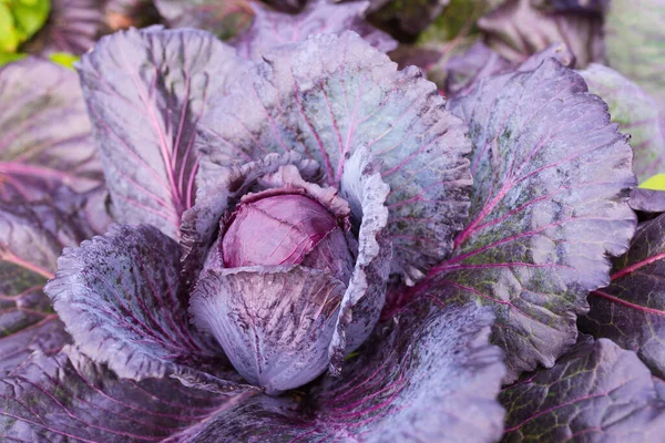 Fresh Ripe Head Red Cabbage Brassica Oleracea Lots Leaves Growing — Stock Photo, Image