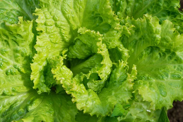 Fresh Ripe Head Lettuce Cabbage Lactuca Sativa Lots Leaves Growing — Stock Photo, Image