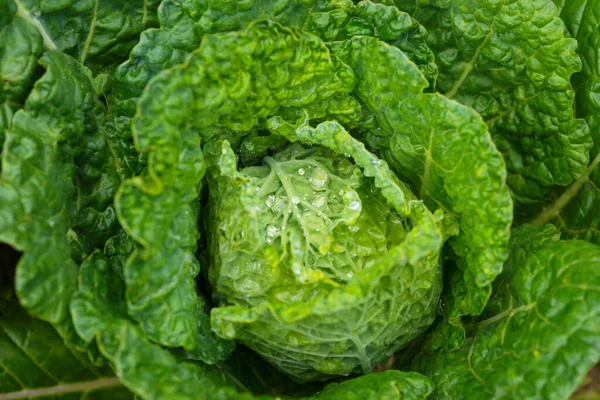 Fresh Ripe Head Savoy Cabbage Brassica Oleracea Sabauda Lots Leaves — Stock Photo, Image