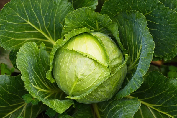 Fresh Ripe Head Green Cabbage Brassica Oleracea Lots Leaves Growing — Stock Photo, Image