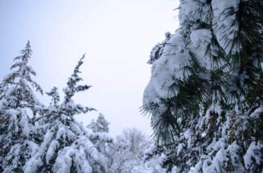 Kış ormanı, ağaçların dalları karın ağırlığı altında..