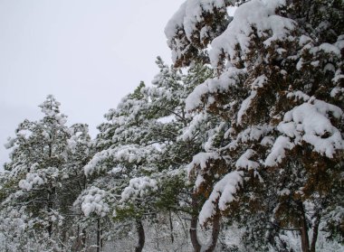 Kar, ağaçların dallarında büyük bir katman oluşturur. Şiddetli yağış olayları.