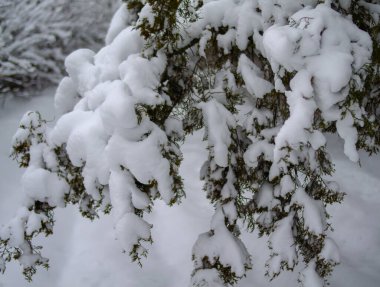 Kar, ağaçların dallarında büyük bir katman oluşturur. Şiddetli yağış olayları.
